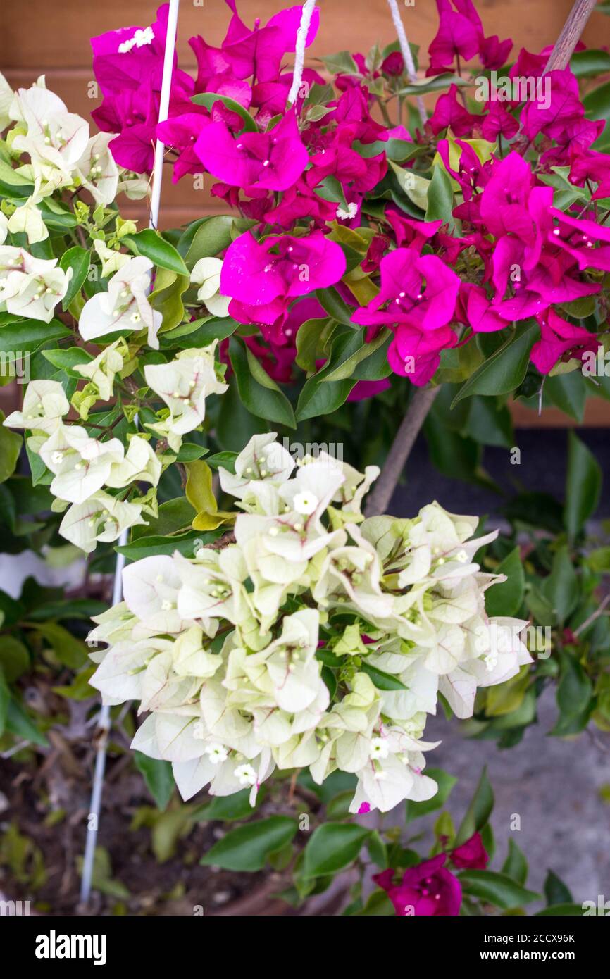 bianco rosa bouganvillea due tonalità di colore fiore in fiore nel pentola Foto Stock