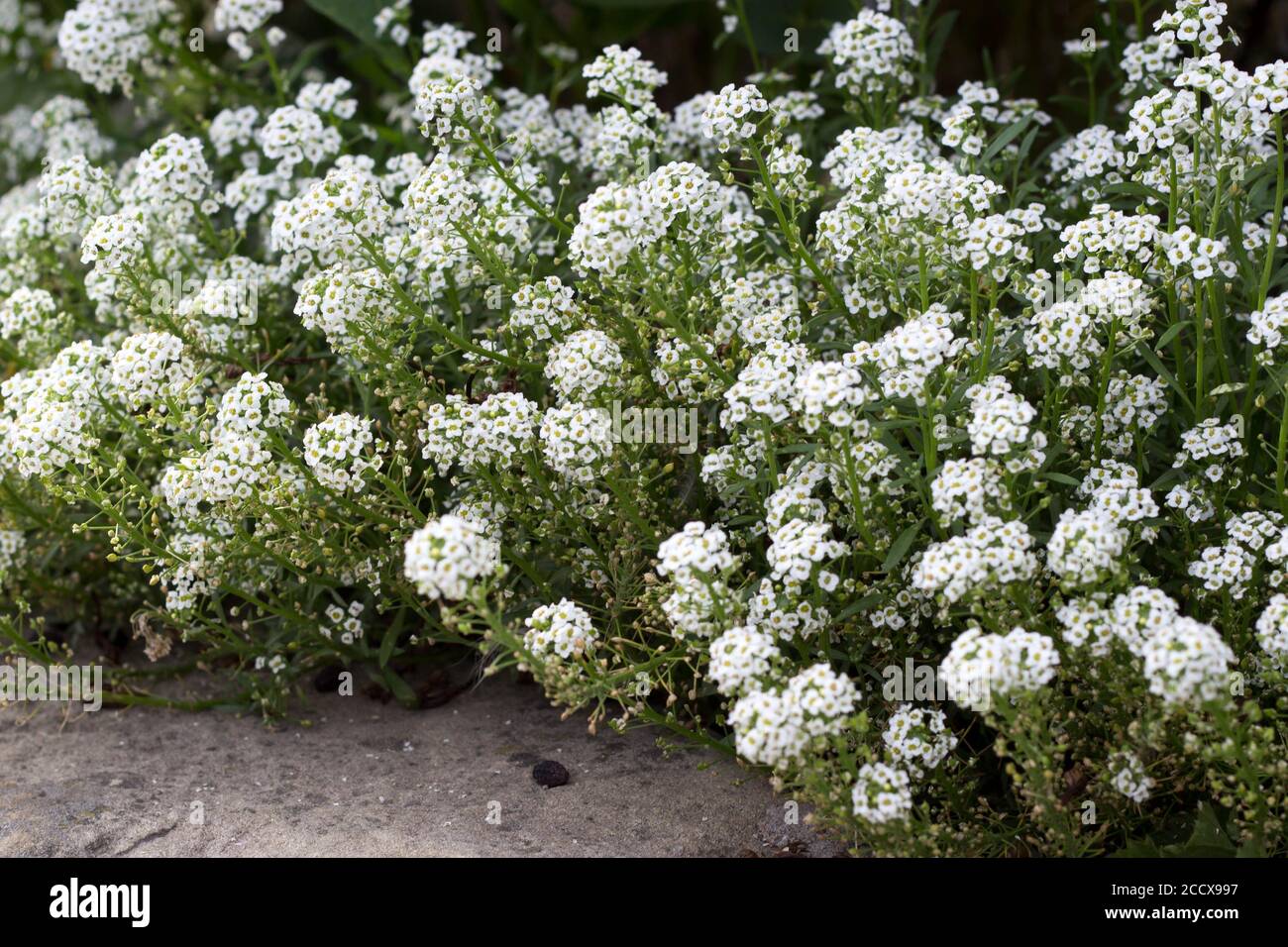 Fiori di Alyssum dolce - pianta di miele per giardino di ape-friendly Foto Stock