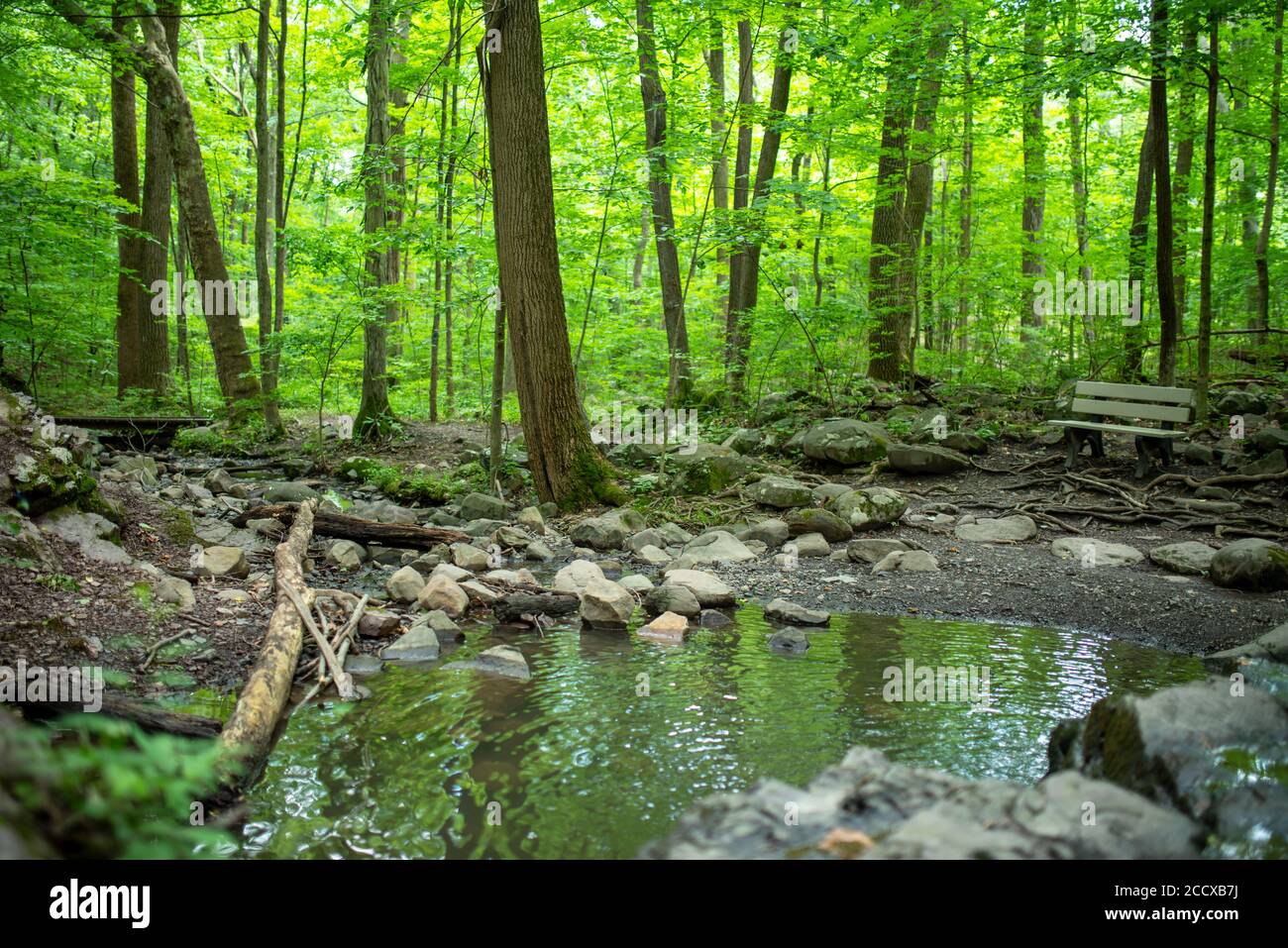 Idilliaca scena naturale, immagine verticale full frame in luce naturale con texture forestali, colori tranquilli e spazio copia. Foto Stock