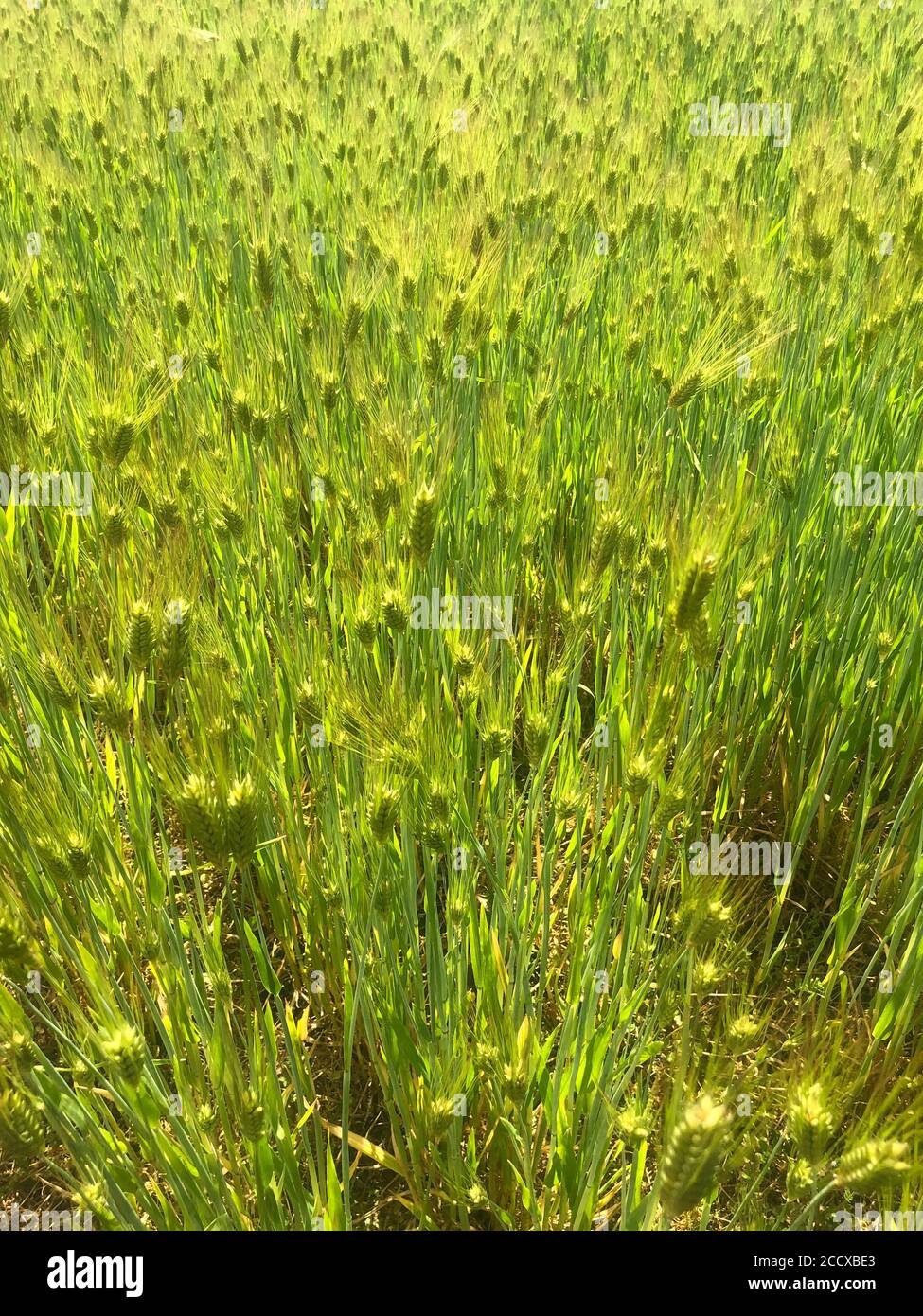 Immagine verticale di un campo di grano dorato vivace e vivace in un luminoso sole estivo. Bellissimi motivi naturali, texture e colori. Natura sfondo. Foto Stock