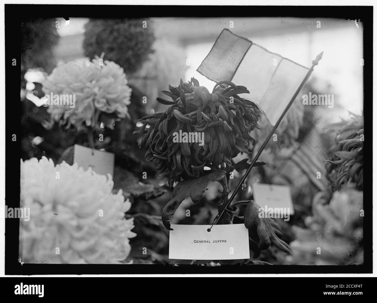 JOFFRE, JOSEPH JACQUES CESARE. MARECHAL DI FRANCIA, 1916. Crisantemo denominato 'generale Joffre' Foto Stock