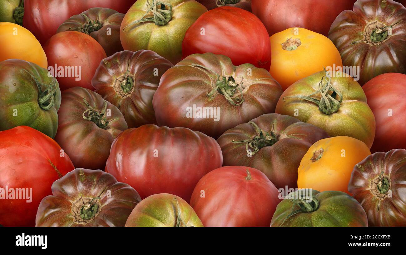 pomodori di primo piano e pomodori freschi maturi naturali da giardino di fondo come delizioso ingrediente di frutta. Foto Stock