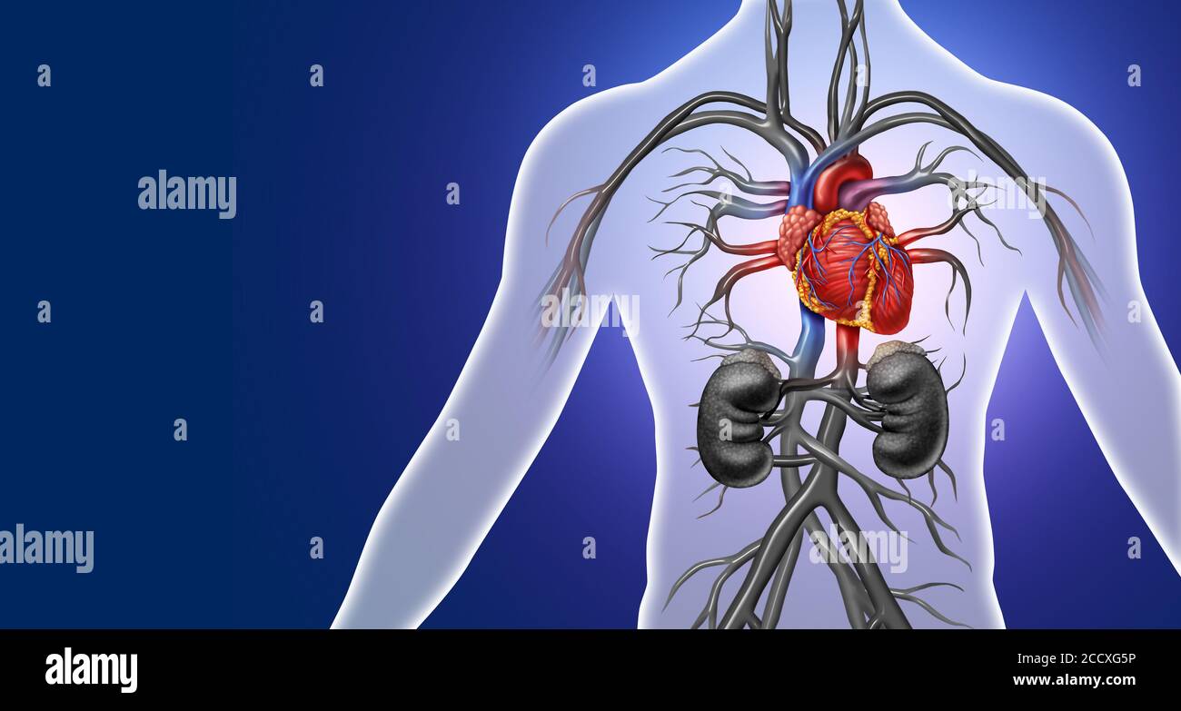 Cuore umano anatomia di un corpo sano isolato su uno sfondo bianco come un medico di cure sanitarie simbolo di un interno organo cardiovascolare. Foto Stock