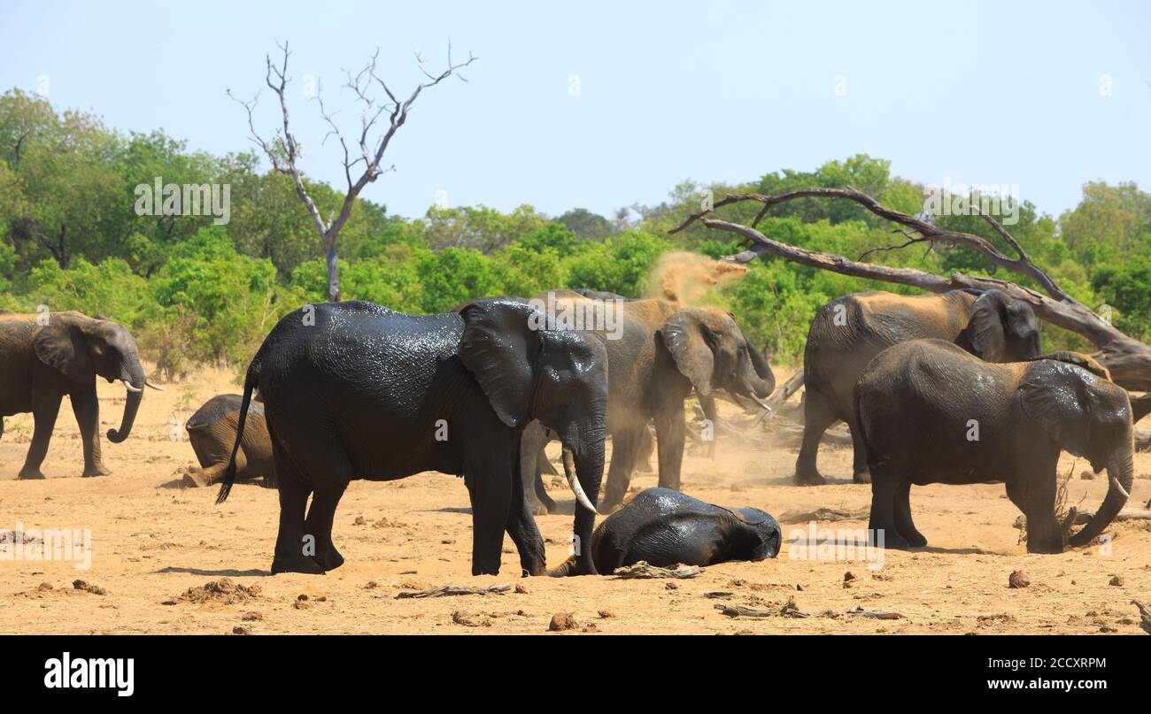 Mandria di elefanti africani sulle pianure africane secche che spruzzano polvere su se stessi per proteggere la loro pelle dal sole bruciante. Parco nazionale di Hwange, Foto Stock