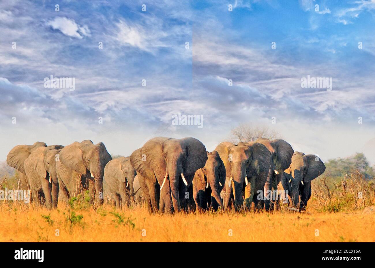 Mandria di elefanti che camminano attraverso le aride pianure africane secche nel Parco Nazionale di Hwange, Zimbabwe Foto Stock