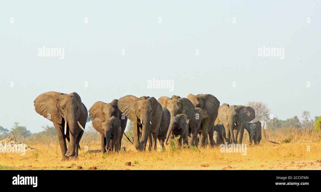 Mandria di elefanti che cammina in linea retta attraverso le pianure nel Parco Nazionale di Hwange, Zimbabwe Foto Stock