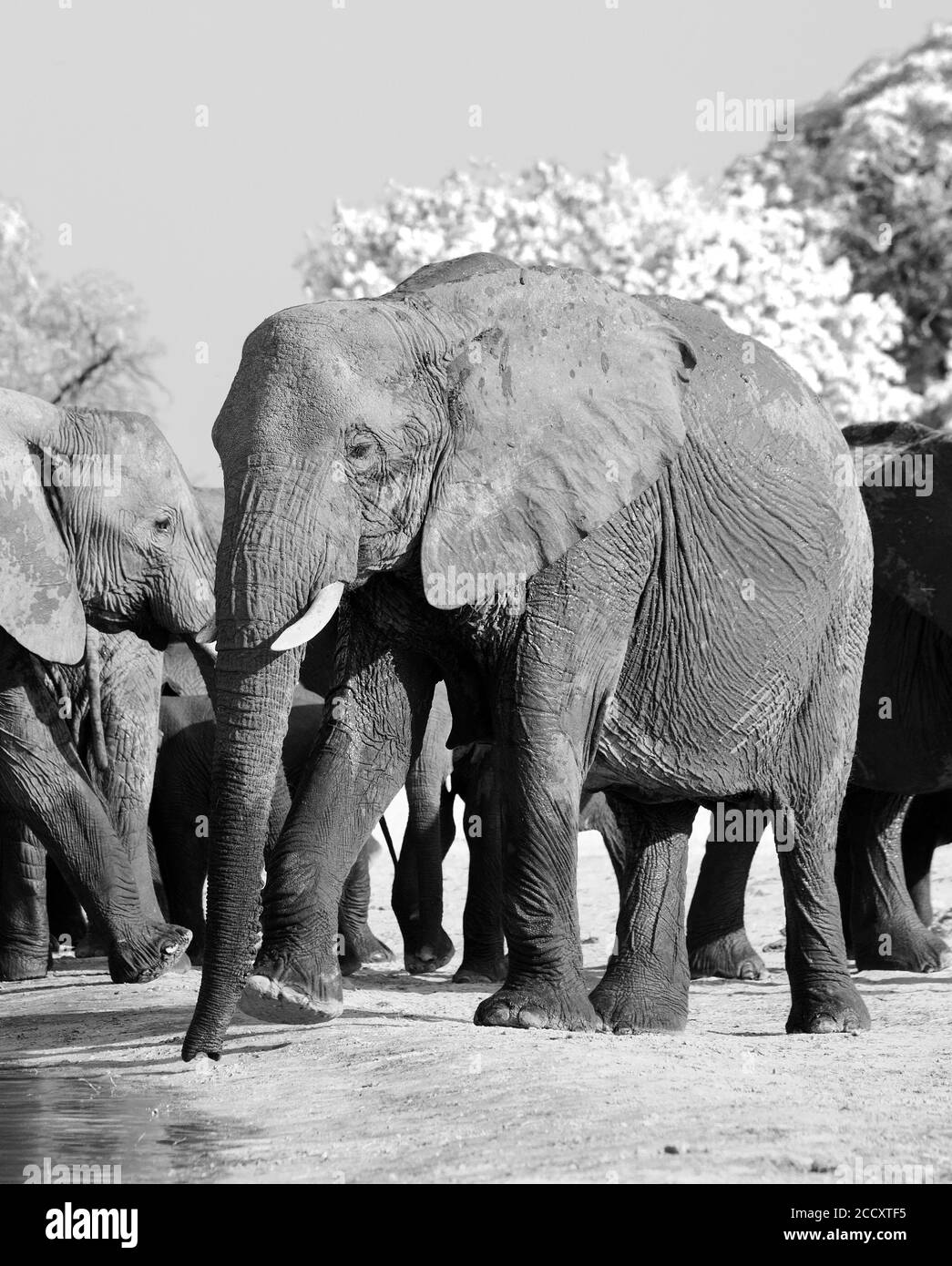 Immagine in bianco e nero di un grande elefante africano in una buca d'acqua nel Parco Nazionale di Hwange, Zimbabwe Foto Stock