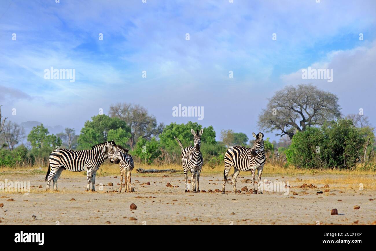 Un Dazzle di zebre che si erge sulle pianure africane aperte con un bel cielo nuvoloso blu chiaro e sfondo cespuglio nel Parco Nazionale di Hwange, Zimbabwe Foto Stock