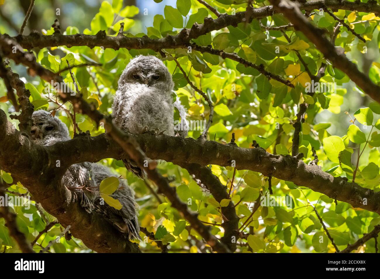 Gufo bruno (Strix aluco) fotografato in Israele Foto Stock