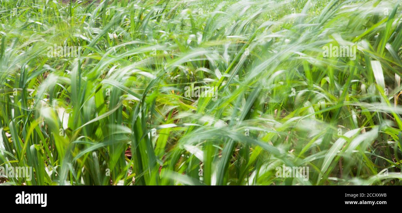 Il vento soffia su piantagioni di canna da zucchero di un anno, il quatro di Santa Rita do passa, San Paolo, Brasile Foto Stock
