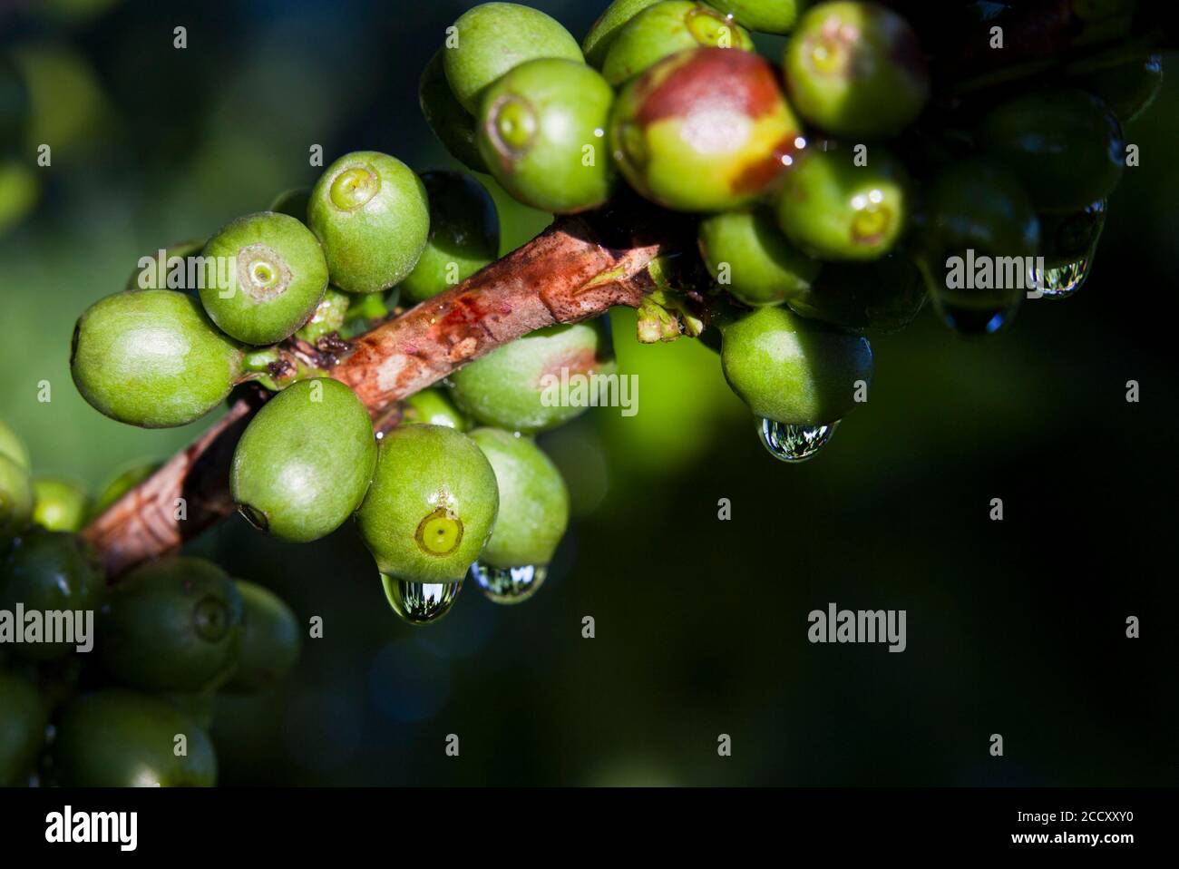 Chicchi di caffè verde arabica, piante di caffè a Luis Eduardo Magalhaes, Bahia, Brasile Foto Stock