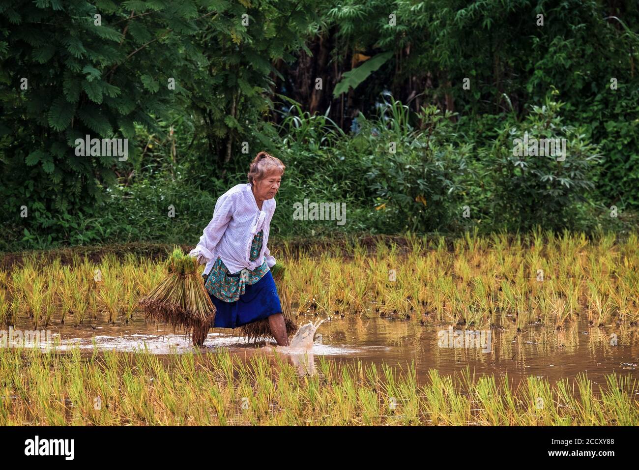 La semina del riso in Nakhon Nayok, Thailandia Foto Stock