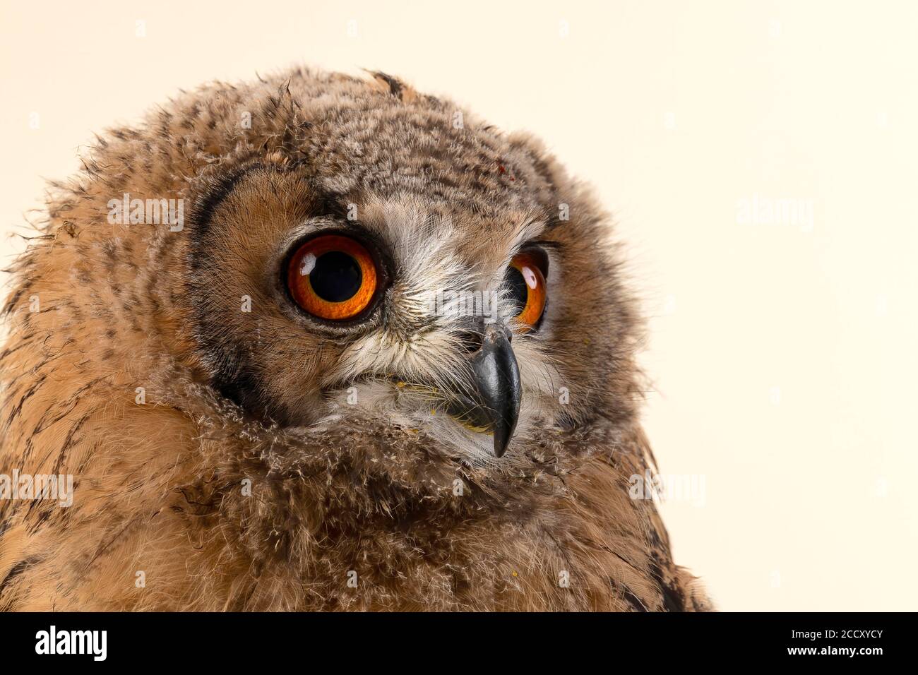 Bengala Eagle Owl, anche Indian Eagle Owl o India Eagle Owl (Bubo bengalensis), ritratto di animali, giovane animale, prigioniero, 8 settimane, registrazione in studio Foto Stock