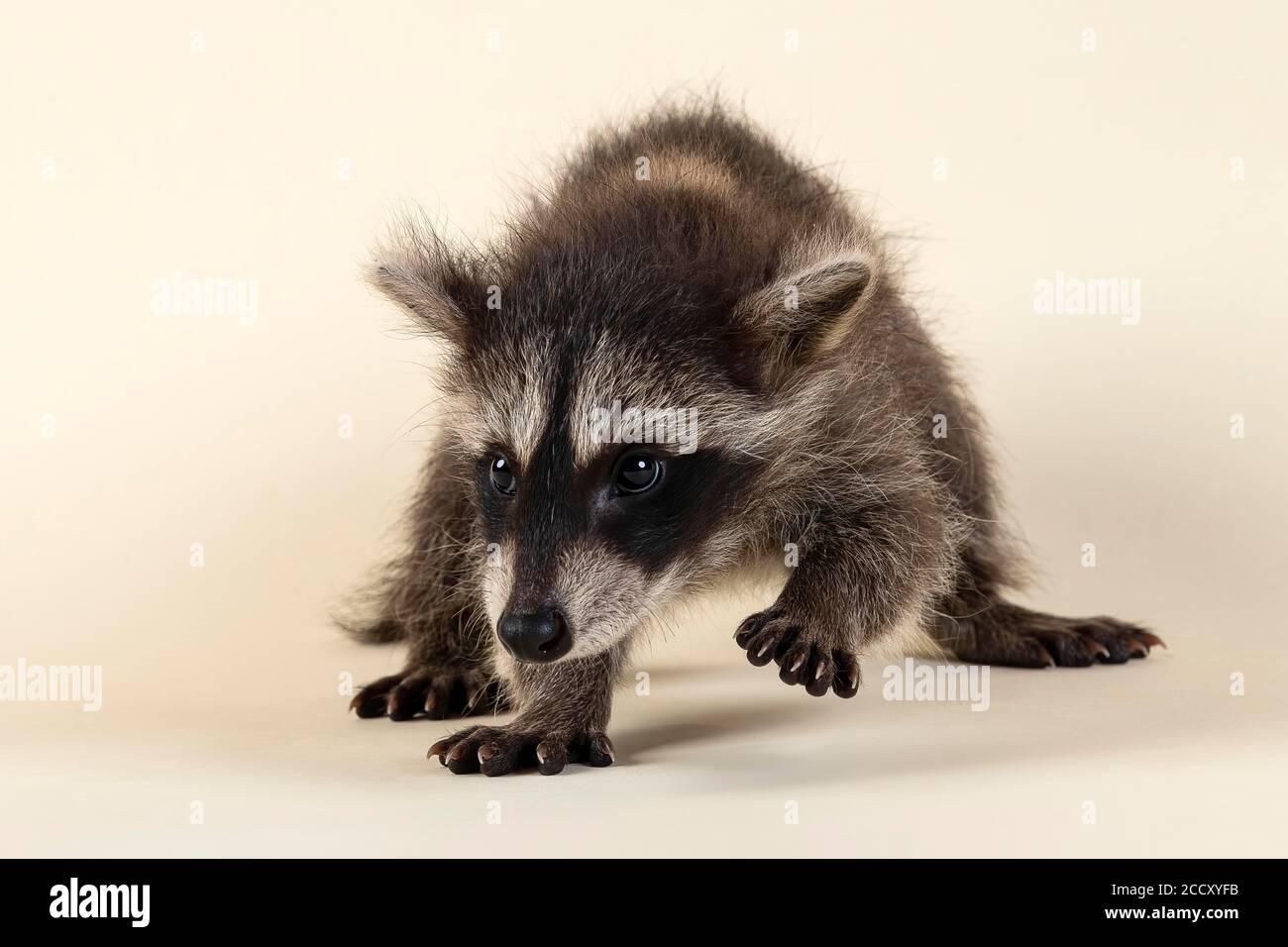 Raccoon (Procyon lotor), frontale, in esecuzione, guardando al lato, giovane animale, in cattività, 8 settimane, studio shot, Austria Foto Stock