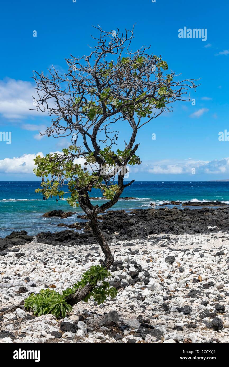 Lava e coralli con alberi sgarbati, Holoholokai Beach Park, Big Island, Hawaii, USA Foto Stock