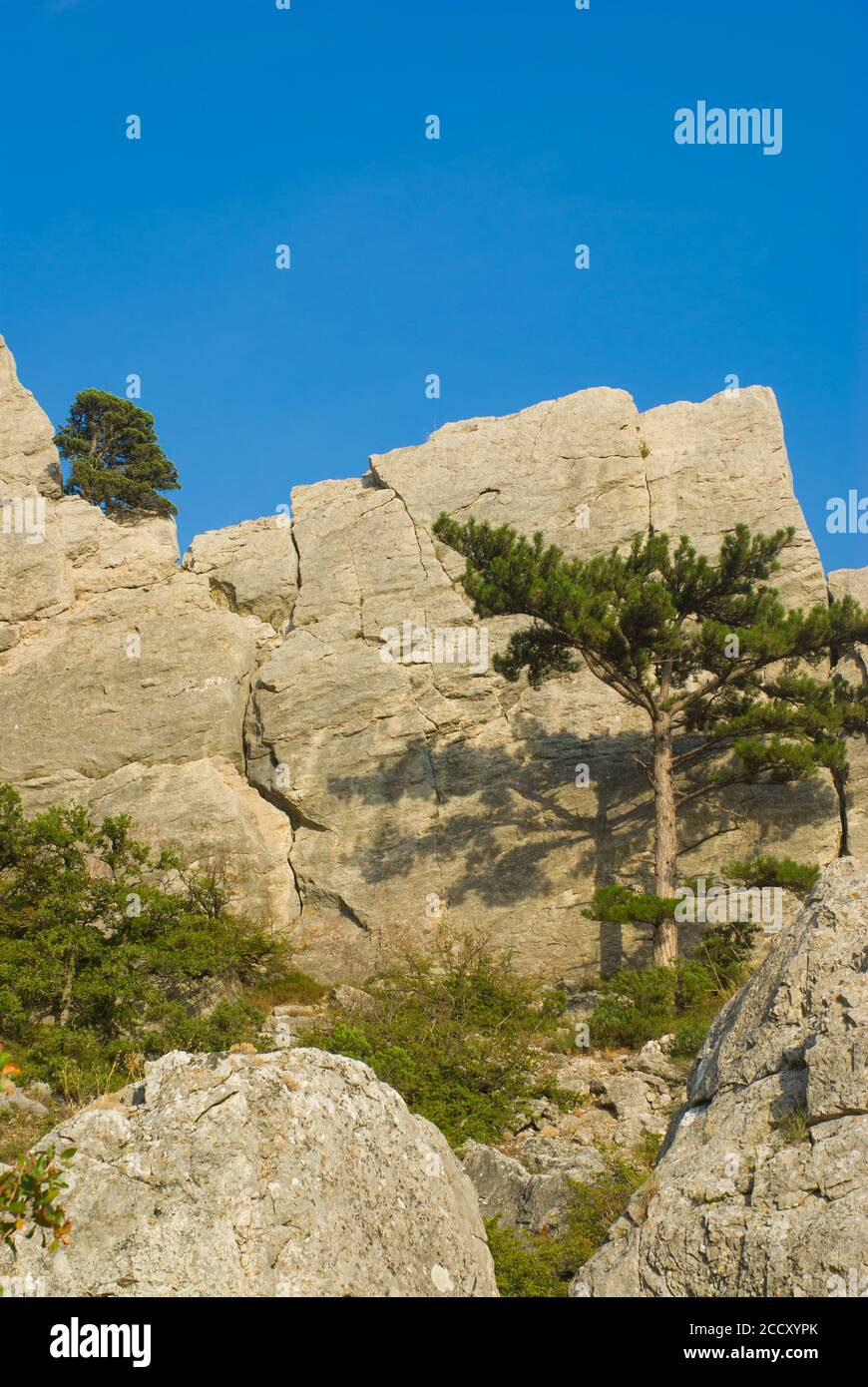 Paesaggio con un pino che cresce in montagna rocciosa in Penisola di Cimean Foto Stock