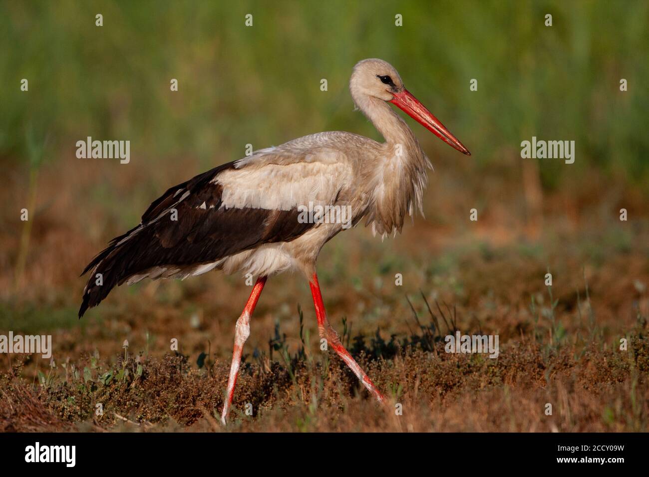 Cicogna bianca (Ciconia ciconia) sul terreno. La cicogna bianca è trovato in parti di Europa e Asia sudoccidentale, ed è un inverno migrante a Africa e Foto Stock