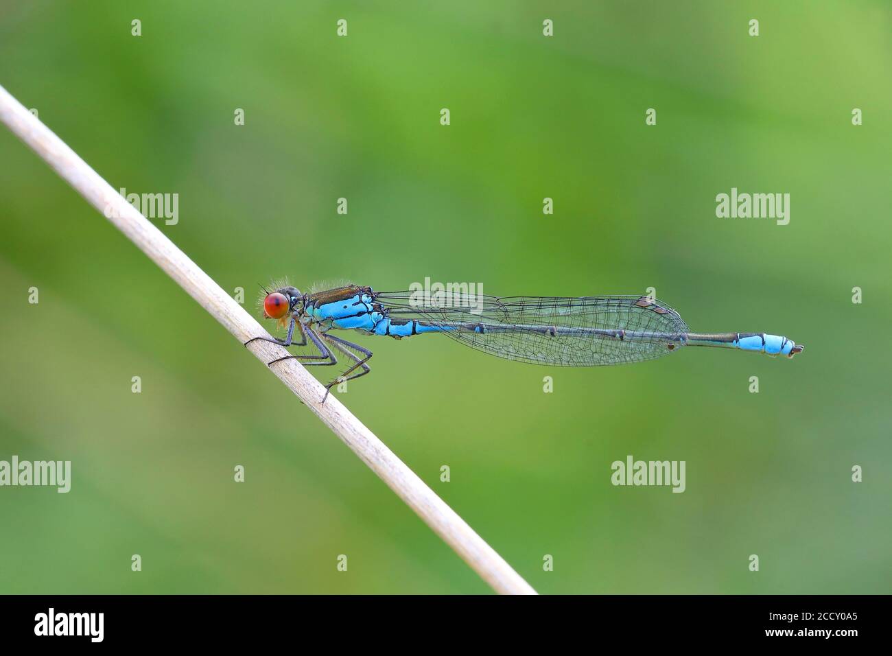 Piccolo Damselfly dagli occhi rossi (viridulum di Erythroma ), am Grashalm, Renania-Palatinato, Germania Foto Stock