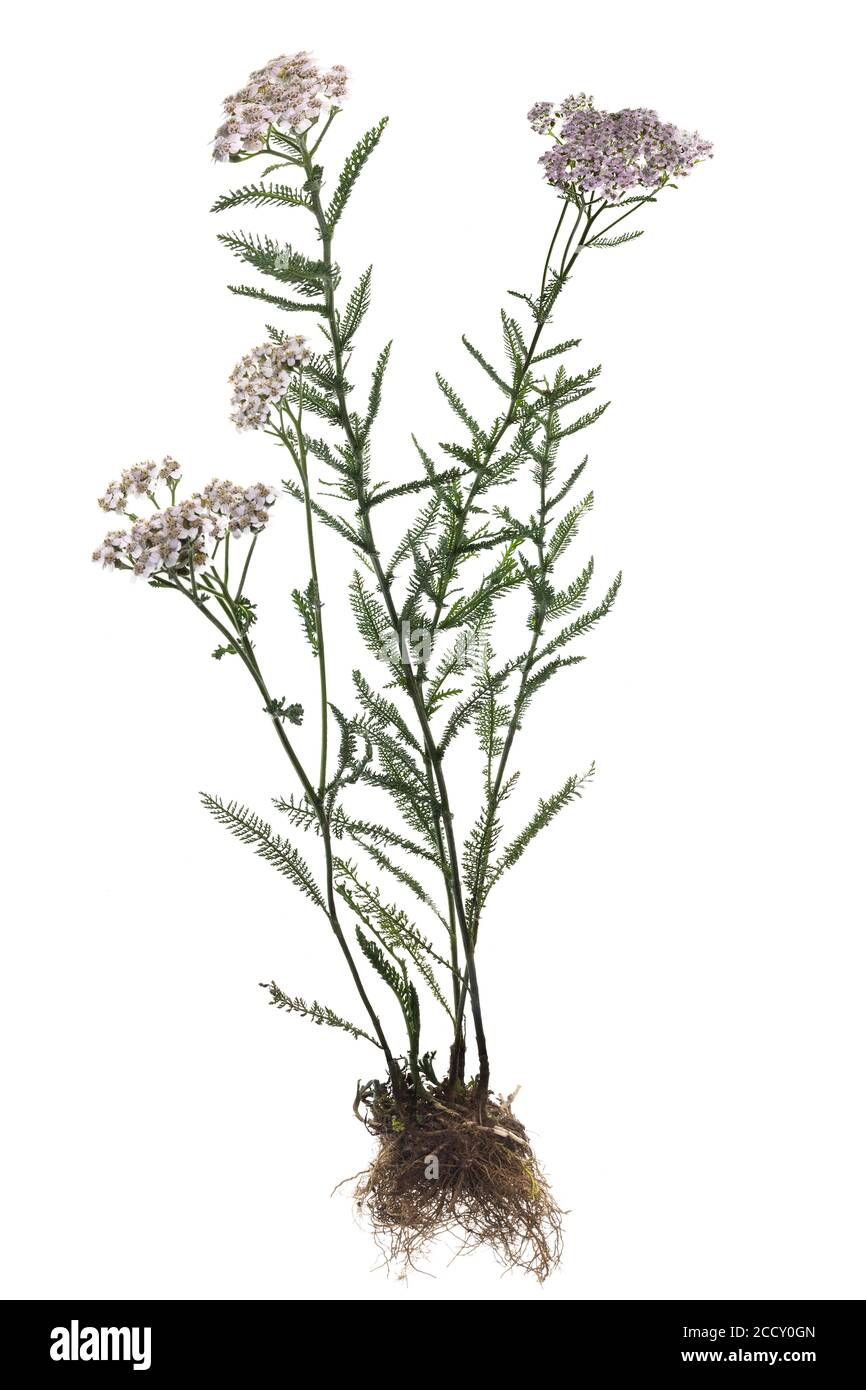 Yarrow comune (Achillea millefolium) su terreno bianco, Germania Foto Stock
