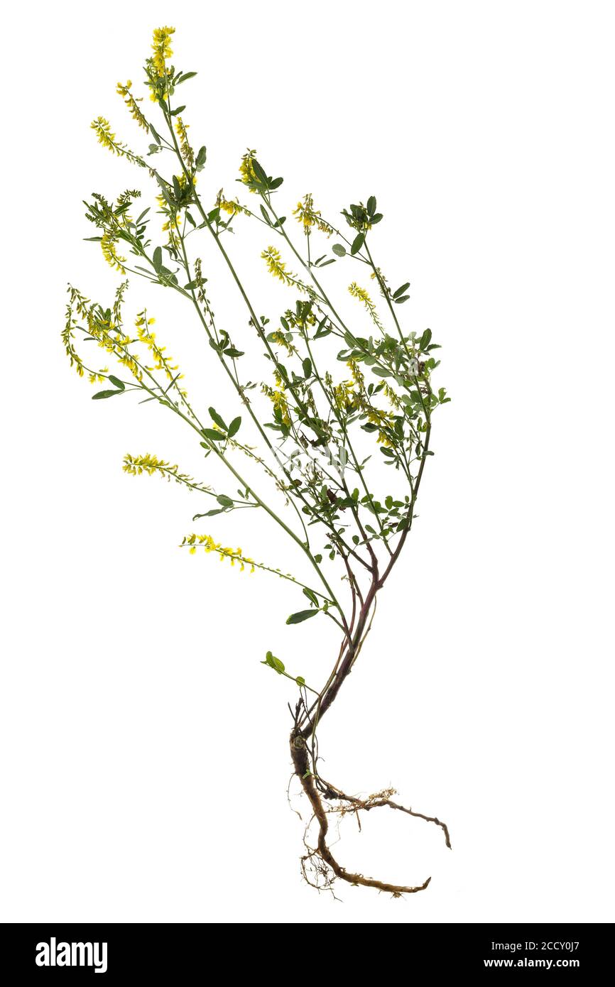 Trifoglio dolce giallo (Melilotus officinalis) su sfondo bianco, Germania Foto Stock