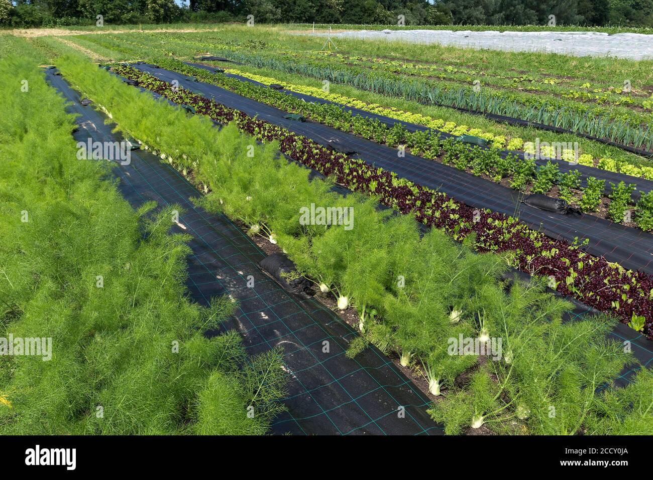 Varie varietà vegetali in un'azienda agricola biologica all'aperto, Meclemburgo, Germania Foto Stock