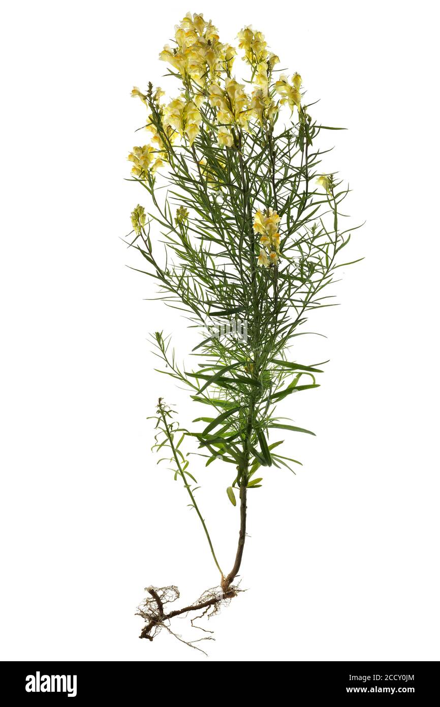 Comune toadflax (Linaria vulgaris) su sfondo bianco, Germania Foto Stock