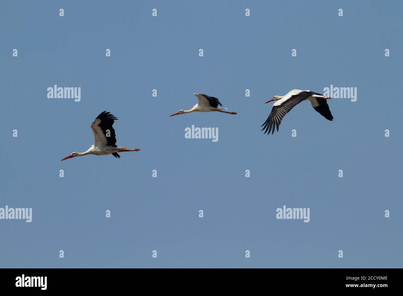 Un gregge di cicogna bianca (Ciconia ciconia) In volo su migrazione fotografata in Israele Foto Stock