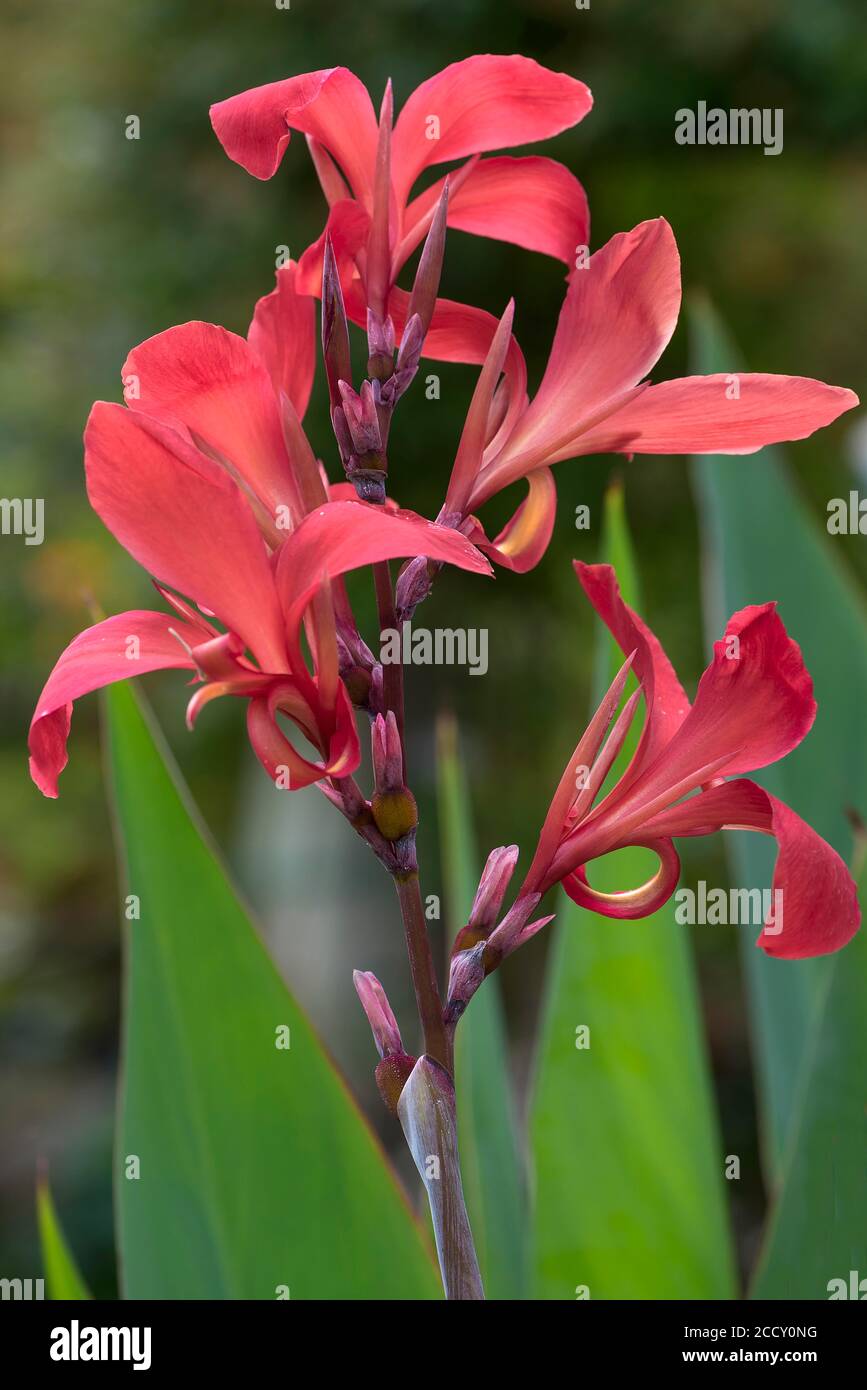 Canna da fiore indiana (ibrido canna), Giardino Botanico Erlangen, Baviera, Germania Foto Stock