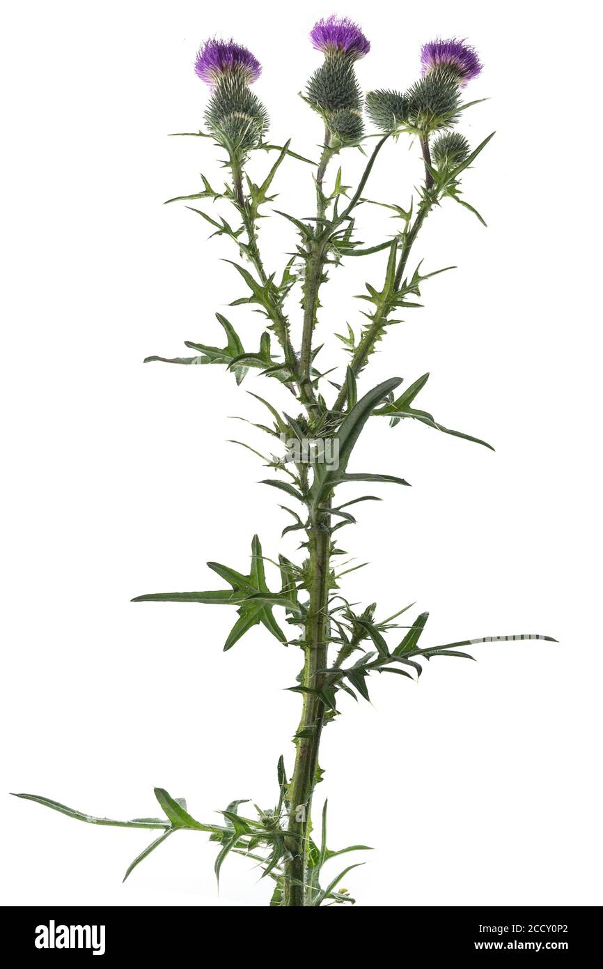 Lancet thistle (Cirsium vulgare), su sfondo bianco, Germania Foto Stock