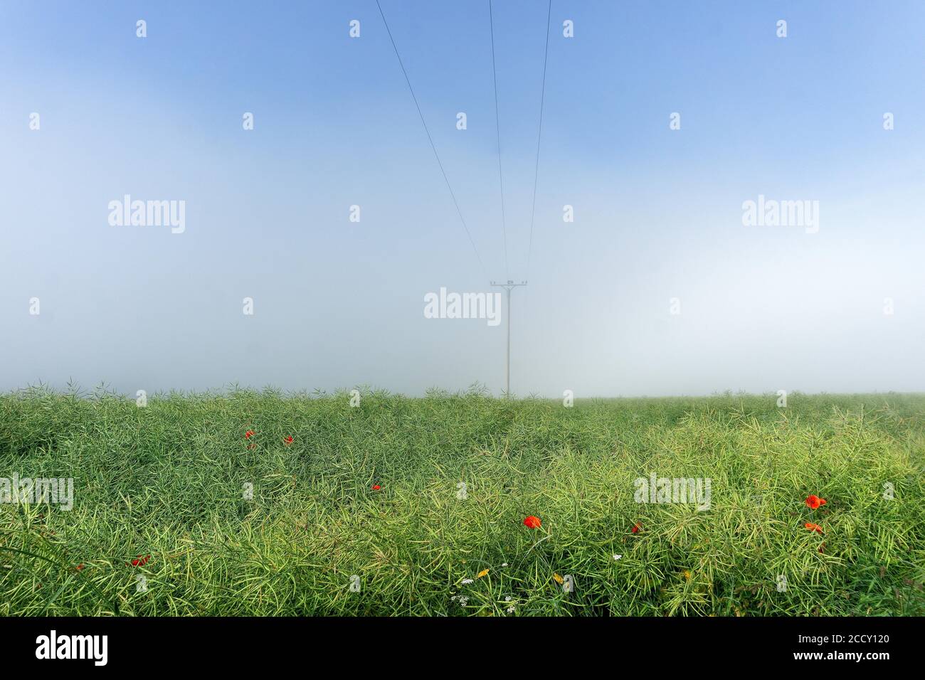 Campo di colza maturo con nebbia, colza a olio Germania Foto Stock