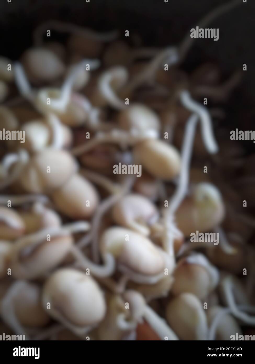 Germogli di fagioli di giacinto al buio. Sfocatura correlata. Foto Stock