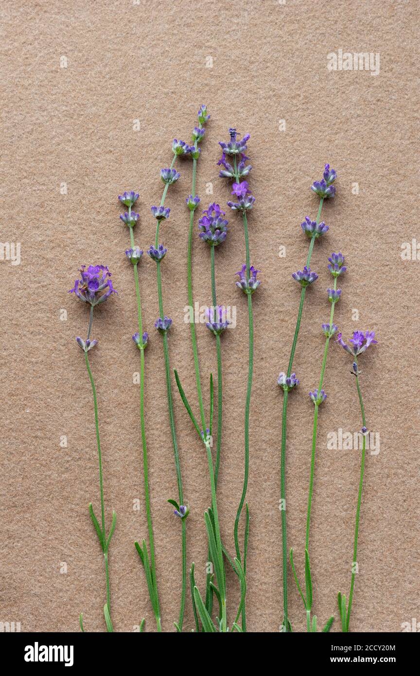 Lavanda fiorente su sfondo beige. Vista dall'alto. Disposizione piatta. Foto Stock