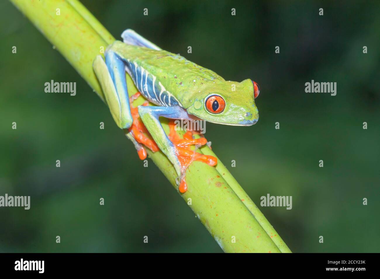 Rana dagli occhi rossi (Agalychnis callidyas) su tronco verde, Sarapiqui, Costa Rica Foto Stock