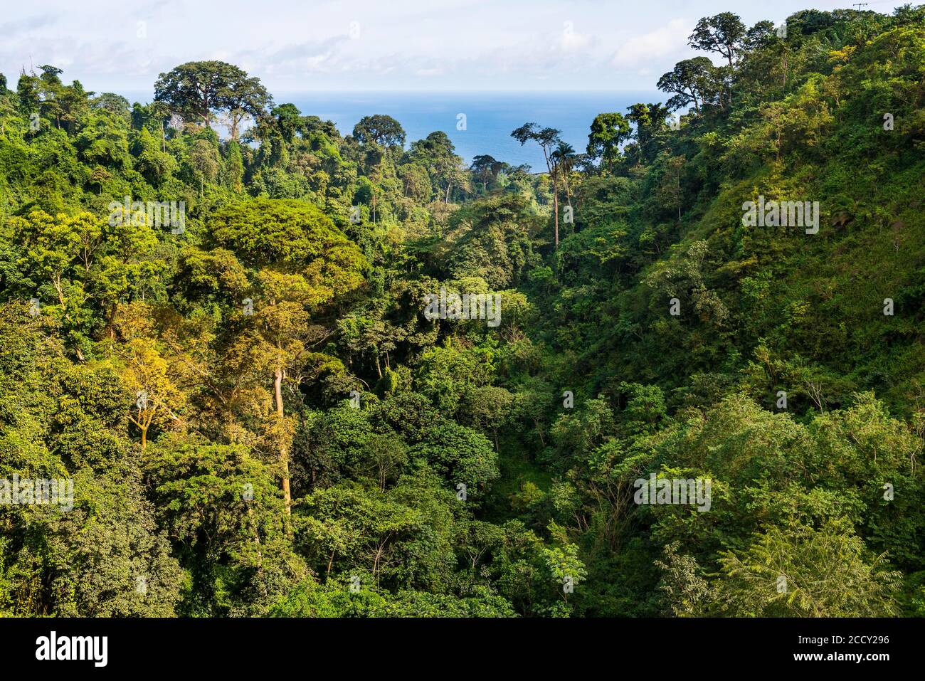 Giungla tropicale, Bioko, Guinea Equatoriale Foto Stock