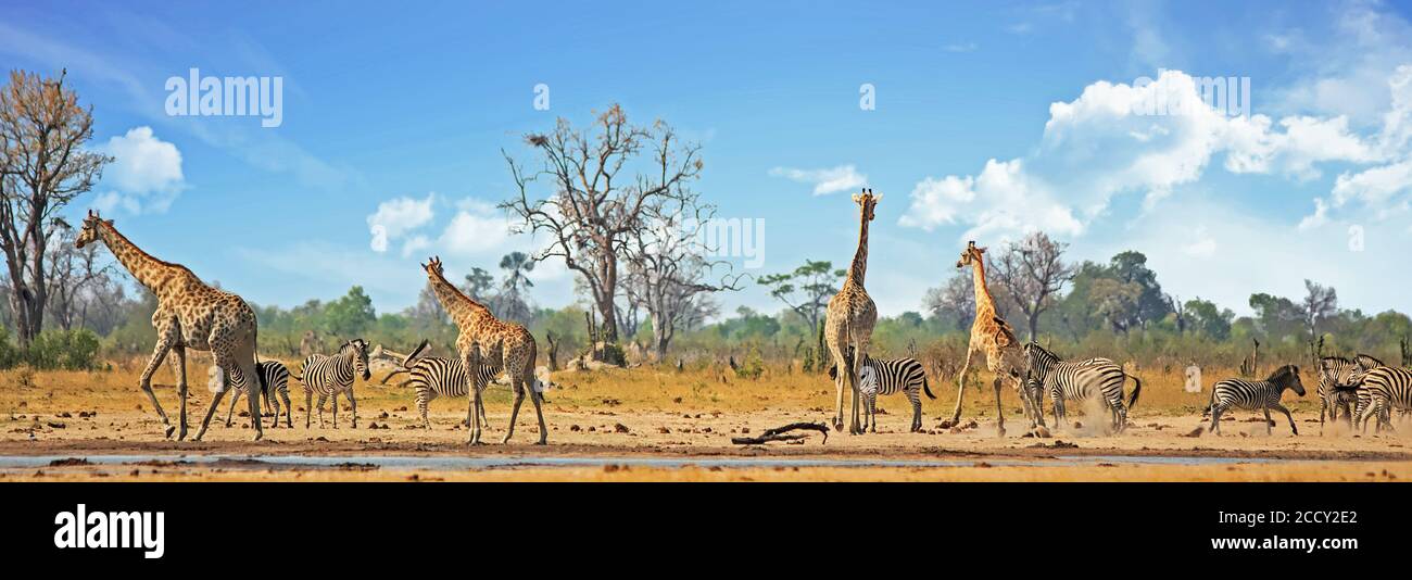 Vista tipica Africana con zebra e giraffa intorno ad un buco d'acqua con uno sfondo naturale di boscovaglia. Hwange National Park, Zimbabwe..Heat Haze è visib Foto Stock
