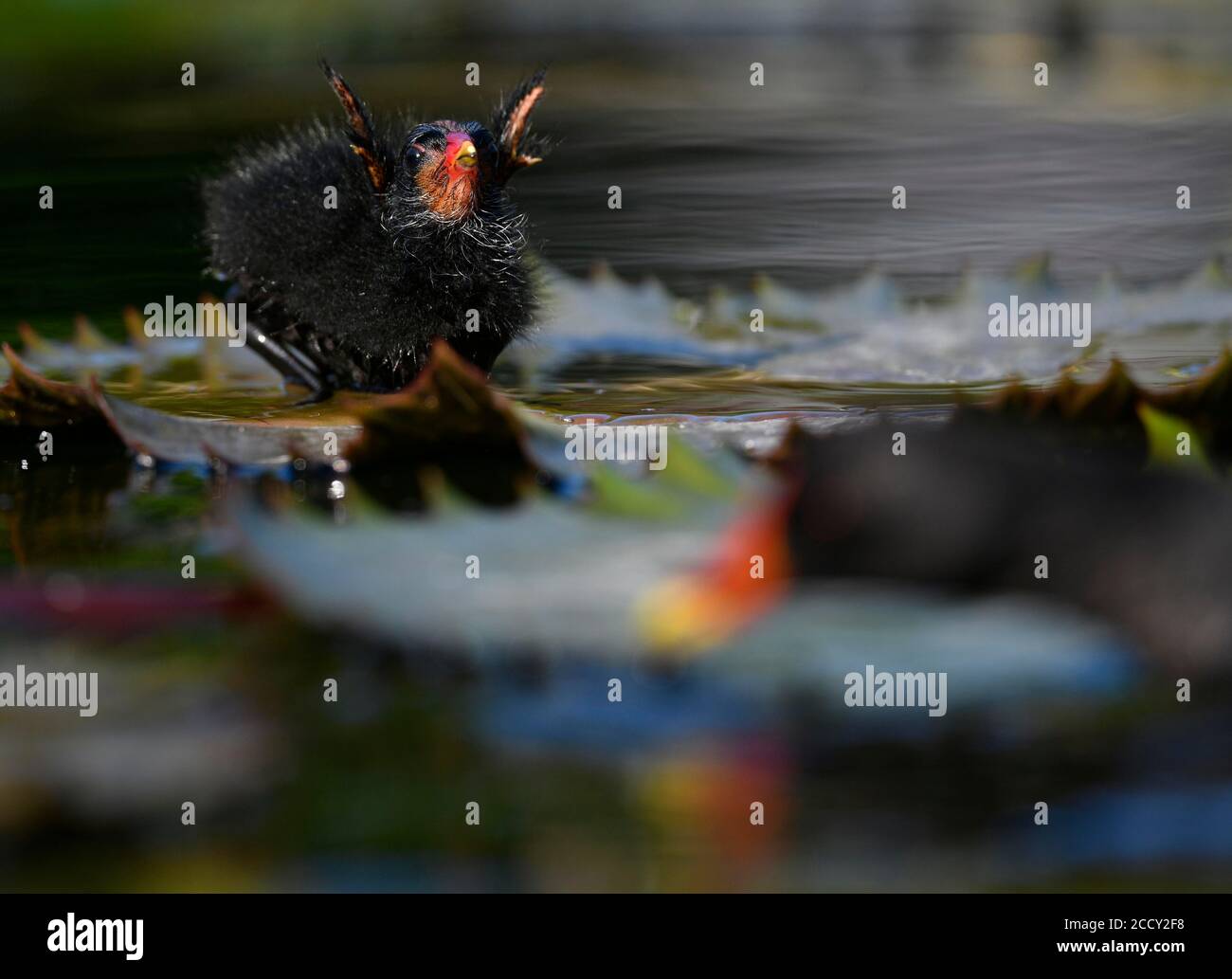 Comune moorhen (Gallinula chloropus ), giovane animale, pulcino, elemosina per cibo, Baden-Wuerttemberg, Germania Foto Stock