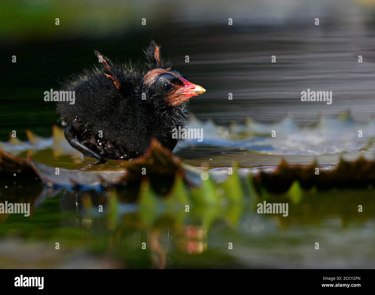 Comune moorhen (Gallinula chloropus ), giovane animale, pulcino, elemosina per cibo, Baden-Wuerttemberg, Germania Foto Stock
