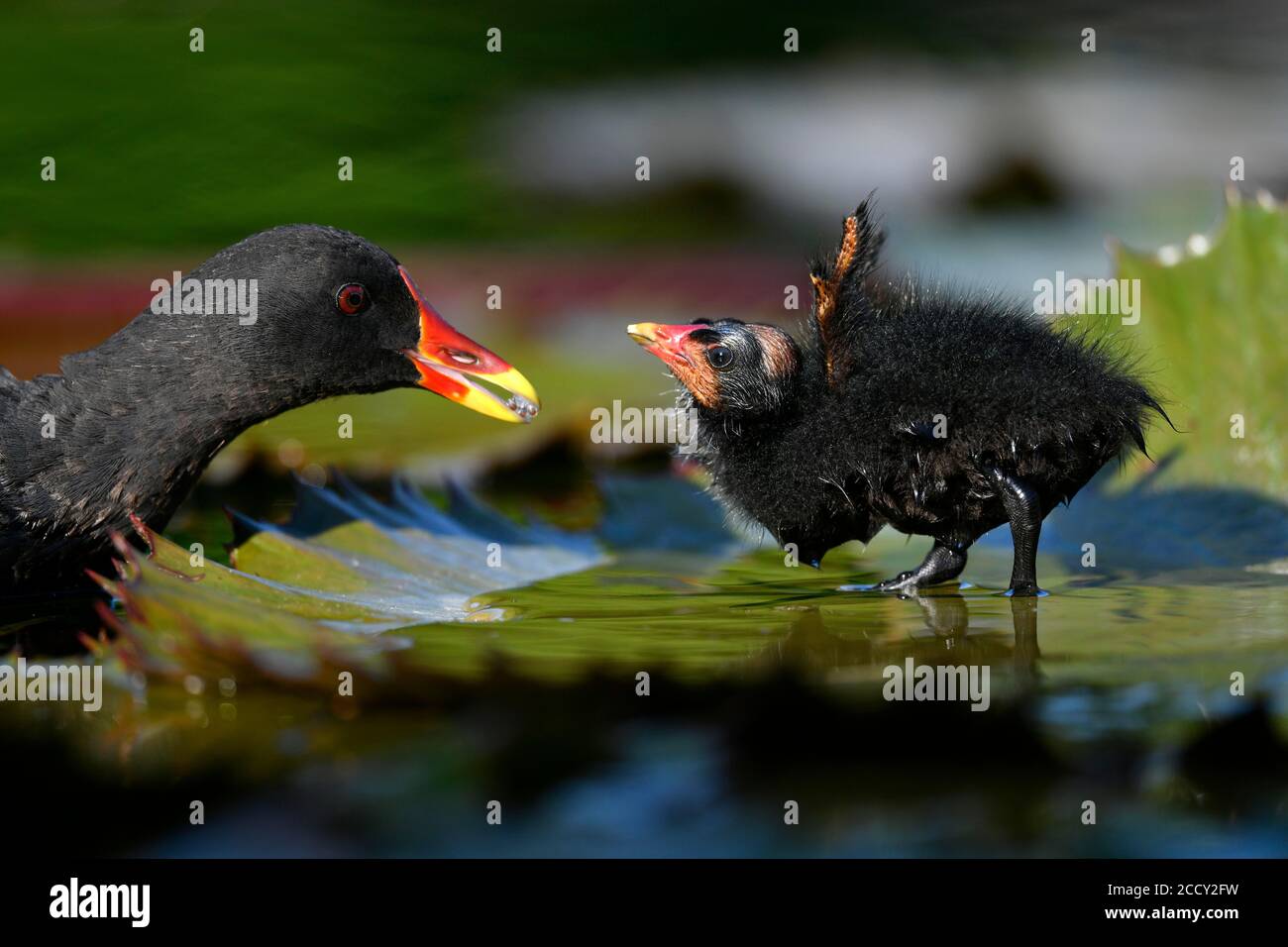 Il comune moorhen (Gallinula chloropus ), giovane animale, pulcino, che chiede cibo, è alimentato da vecchio animale, Baden-Wuerttemberg, Germania Foto Stock