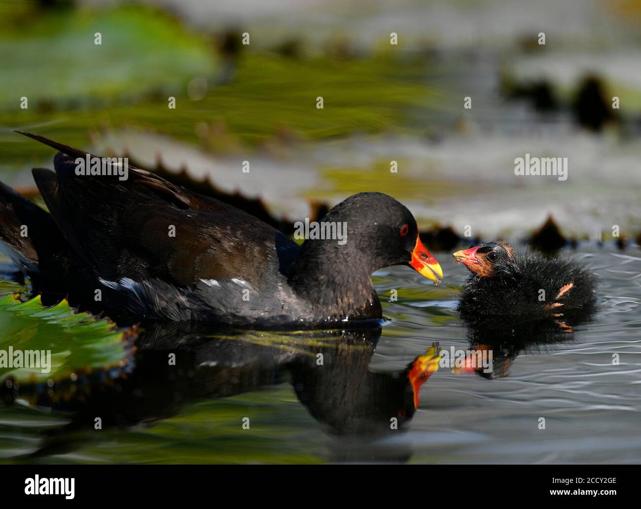 Il comune moorhen (Gallinula chloropus ), giovane animale, pulcino, che chiede cibo, è alimentato da vecchio animale, Baden-Wuerttemberg, Germania Foto Stock