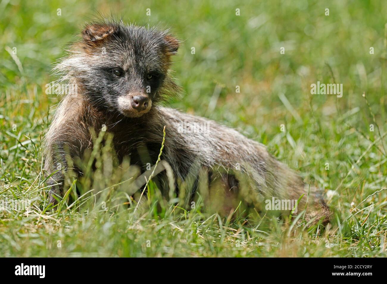 Raccoon cane (Nyctereutes procyonoides) Puppy giacente nell'erba, Germania Foto Stock