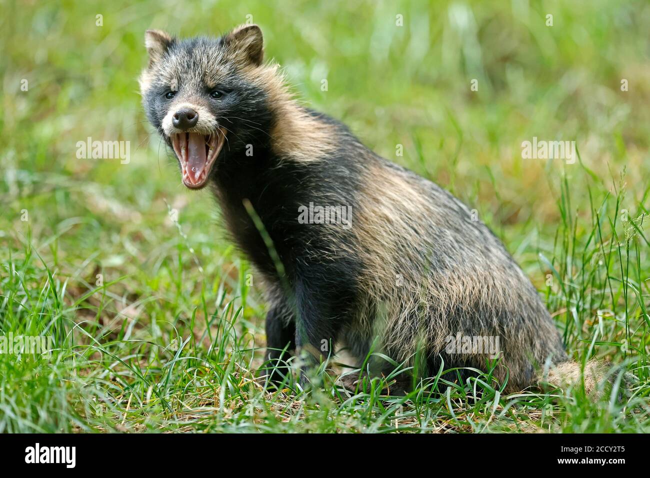 Raccoon cane (Nyctereutes procyonoides) Puppy giacente nell'erba, Germania Foto Stock