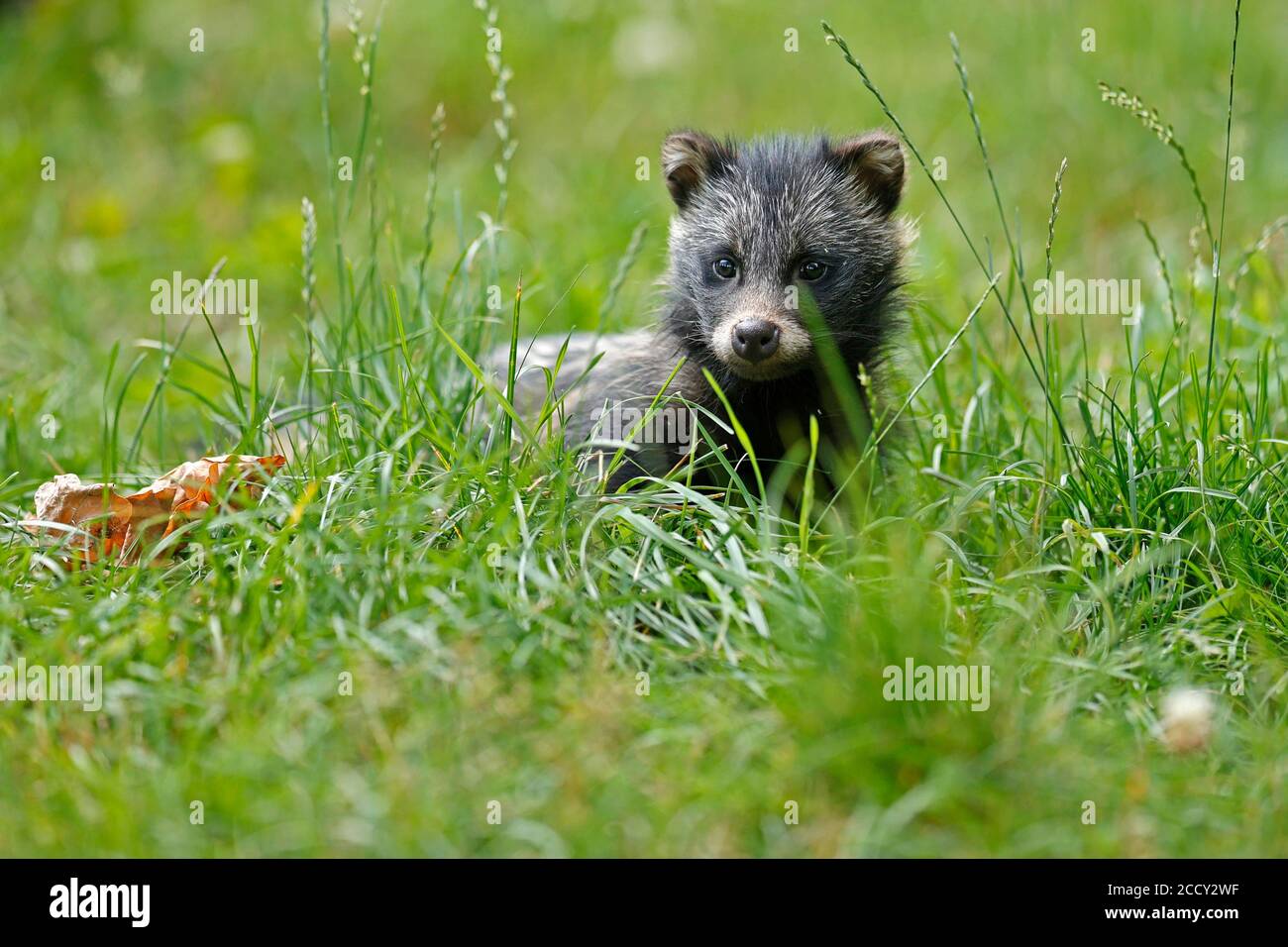 Raccoon cane (Nyctereutes procyonoides) Puppy giacente nell'erba, Germania Foto Stock