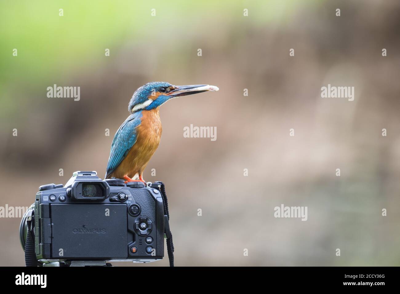 Martin pescatore comune (Alcedo atthis) con pesce nel suo becco, maschio, seduto su fotocamera, Assia, Germania Foto Stock