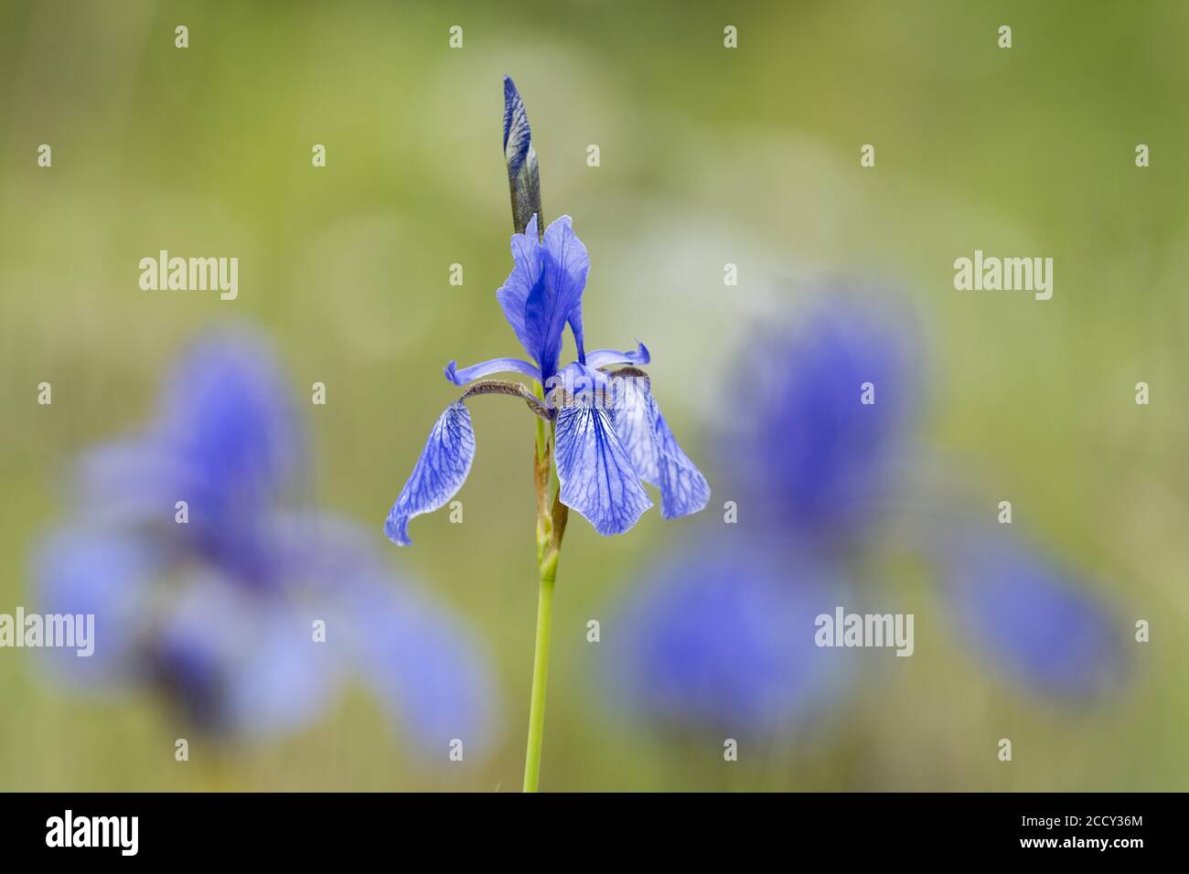 Iris siberiano (Iris sibirica), Assia, Germania Foto Stock