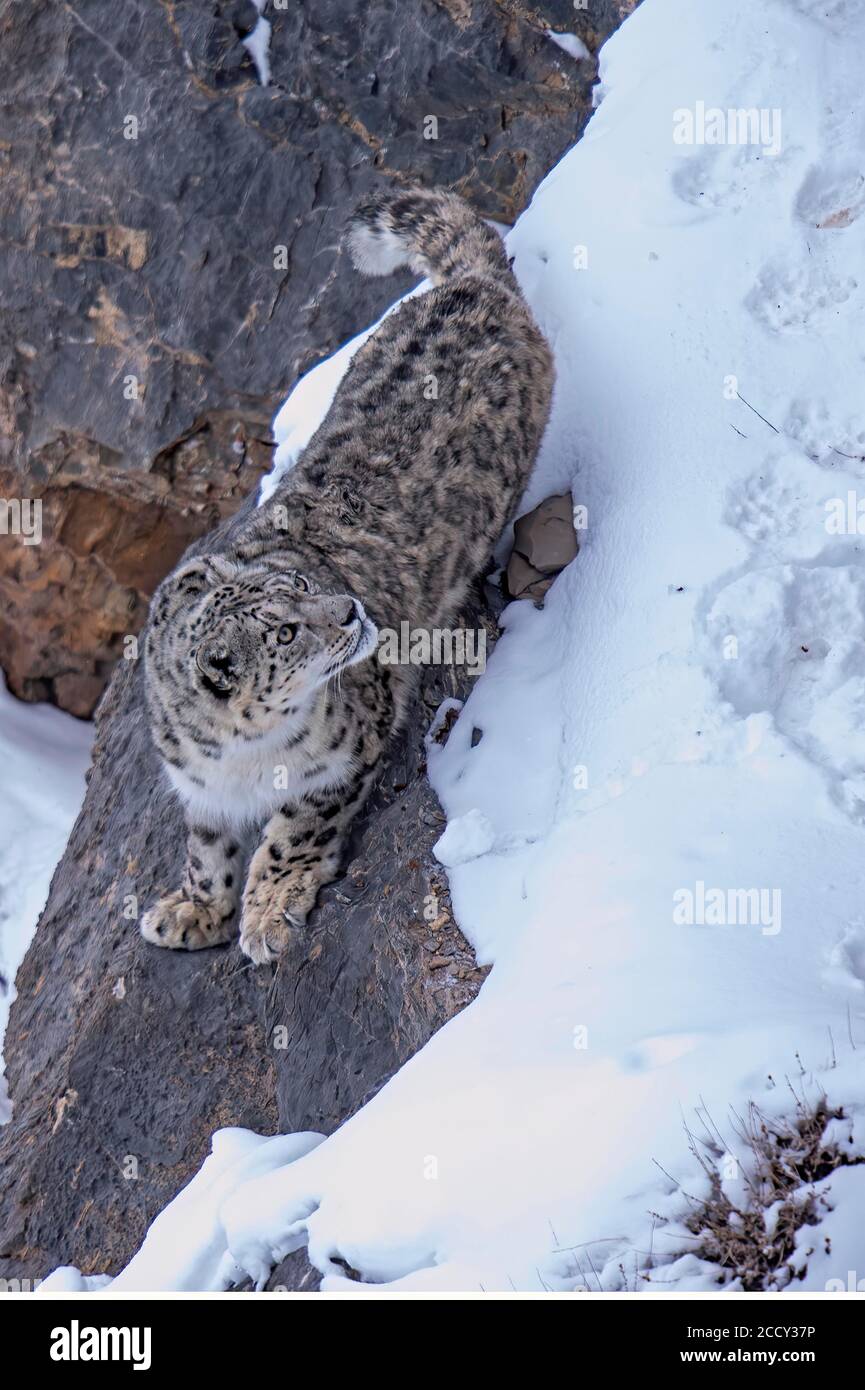 leopardo di neve (Panthera uncia) su roccia, regione di Spiti dell'Himalaya indiana, India Foto Stock