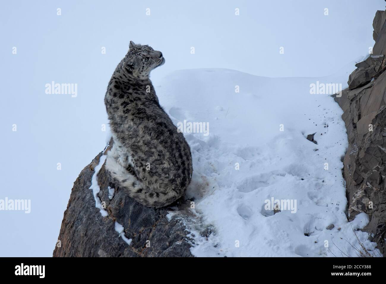 leopardo di neve (Panthera uncia) su roccia, regione di Spiti dell'Himalaya indiana, India Foto Stock