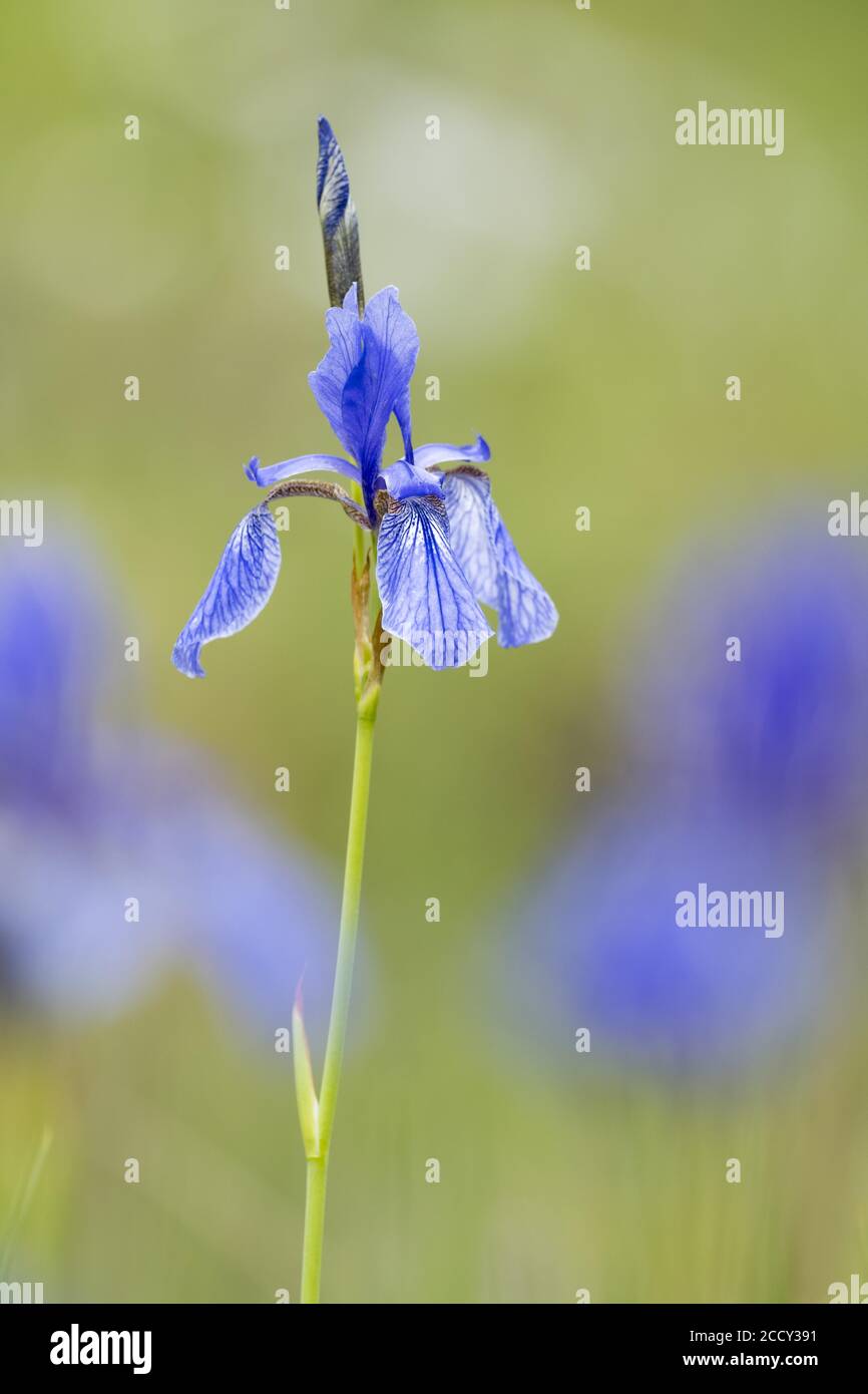 Iris siberiano (Iris sibirica), Assia, Germania Foto Stock