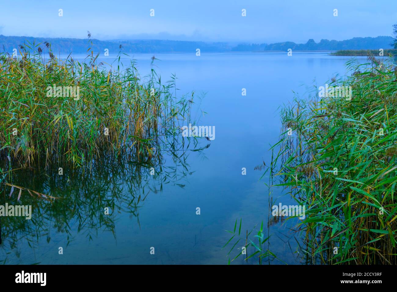 Canna sulla riva del lago Breiter Luzin all'ora blu, Feldberger Seenlandschaft, Meclemburgo Vorpommern, Germania Foto Stock