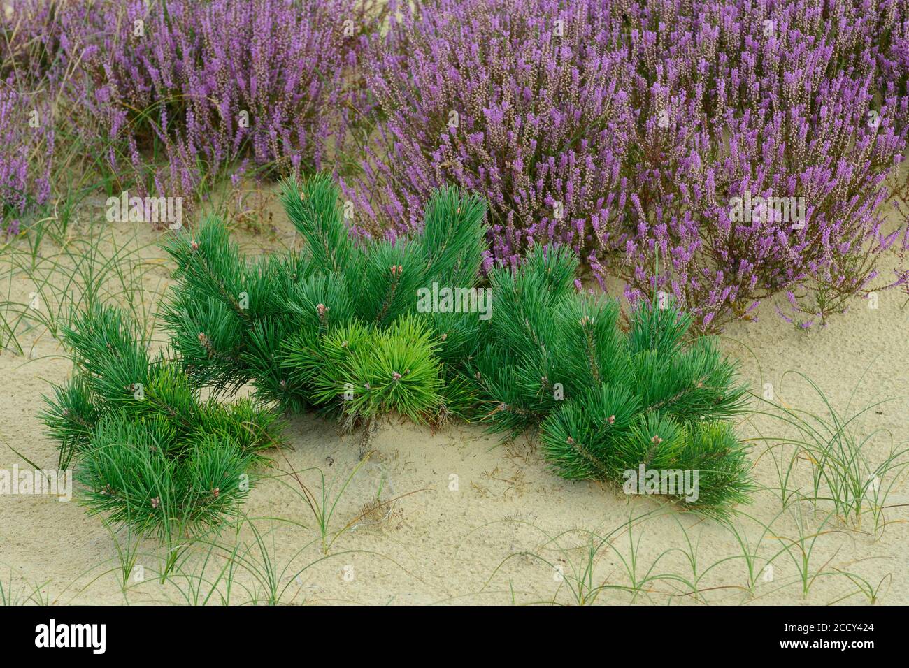 Pino giovane e erica fiorente su terreno sabbioso, paesaggio duna, Parco Nazionale De Hoge Veluwe, Hoenderloo, Paesi Bassi Foto Stock