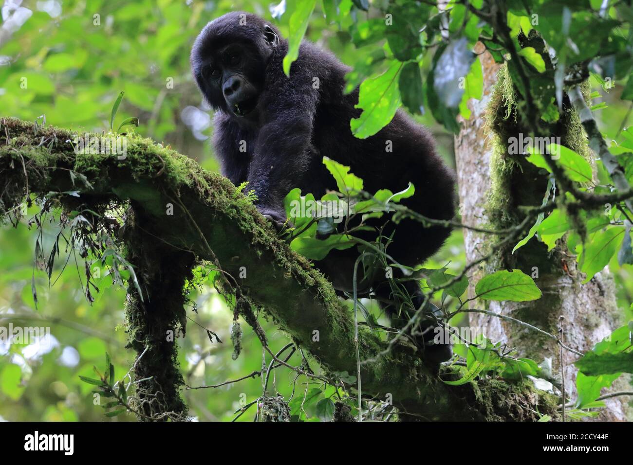 Gorilla di montagna (Gorilla beringei beringei) scimmie, primati (Antropoidea) albero di arrampicata, mammiferi, foresta pluviale, Kibale NP, Uganda, Africa orientale Foto Stock